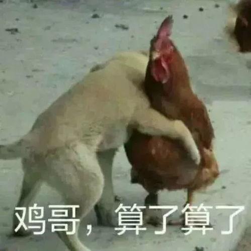 最新爆料鸡哥事件,最新爆料揭露惊人内幕